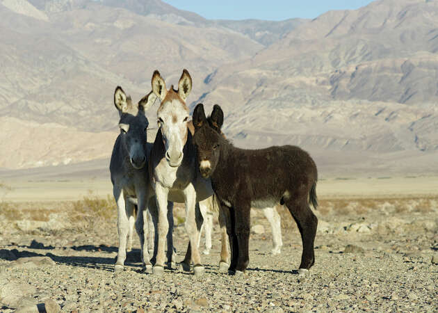 Thousands of wild donkeys, also known as burros, roam Death Valley National Park.