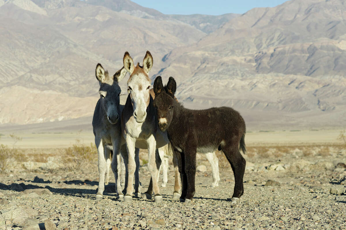 Thousands of wild donkeys, also known as burros, roam Death Valley National Park.