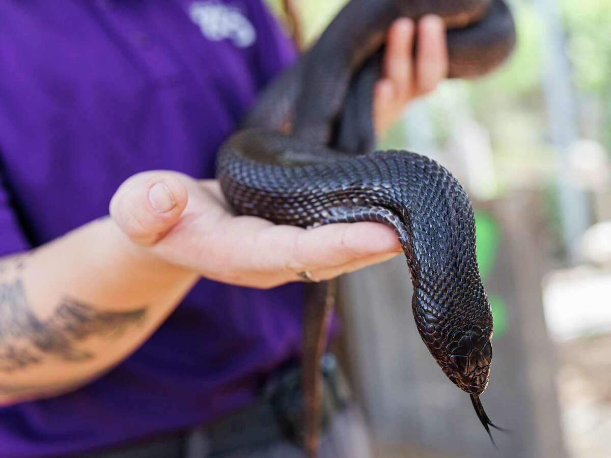 Animal Ambassador Em Copeland holds Loki, a black pine snake, as they educate zoo patrons about World Snake Day on Sunday morning at the San Antonio Zoo.