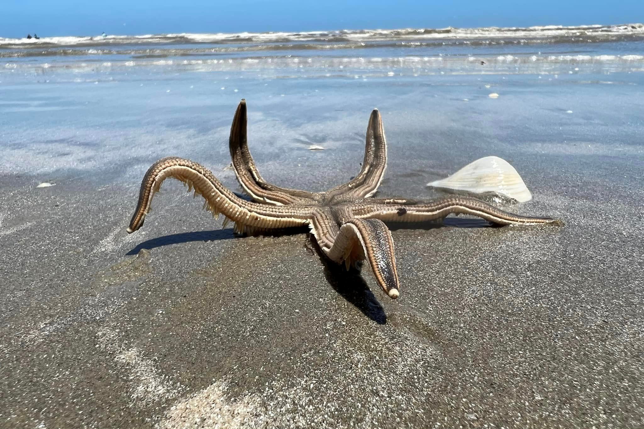 Huge starfish found walking in the surf on Texas beach