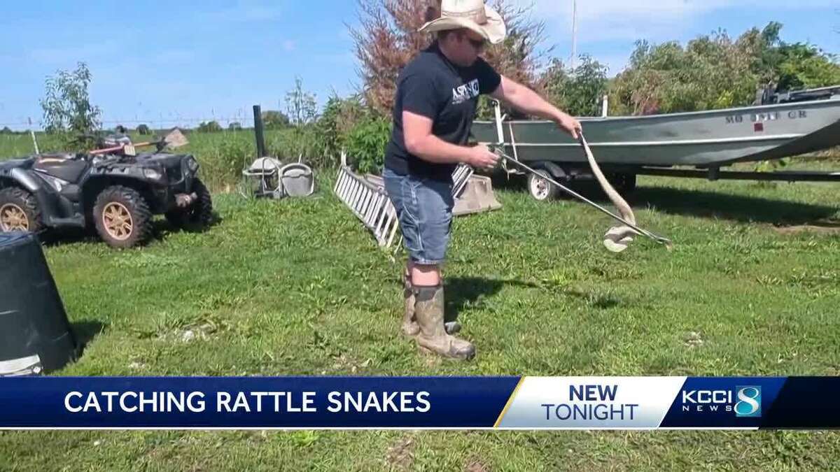 Iowa man has caught 7 rattlesnakes in his yard