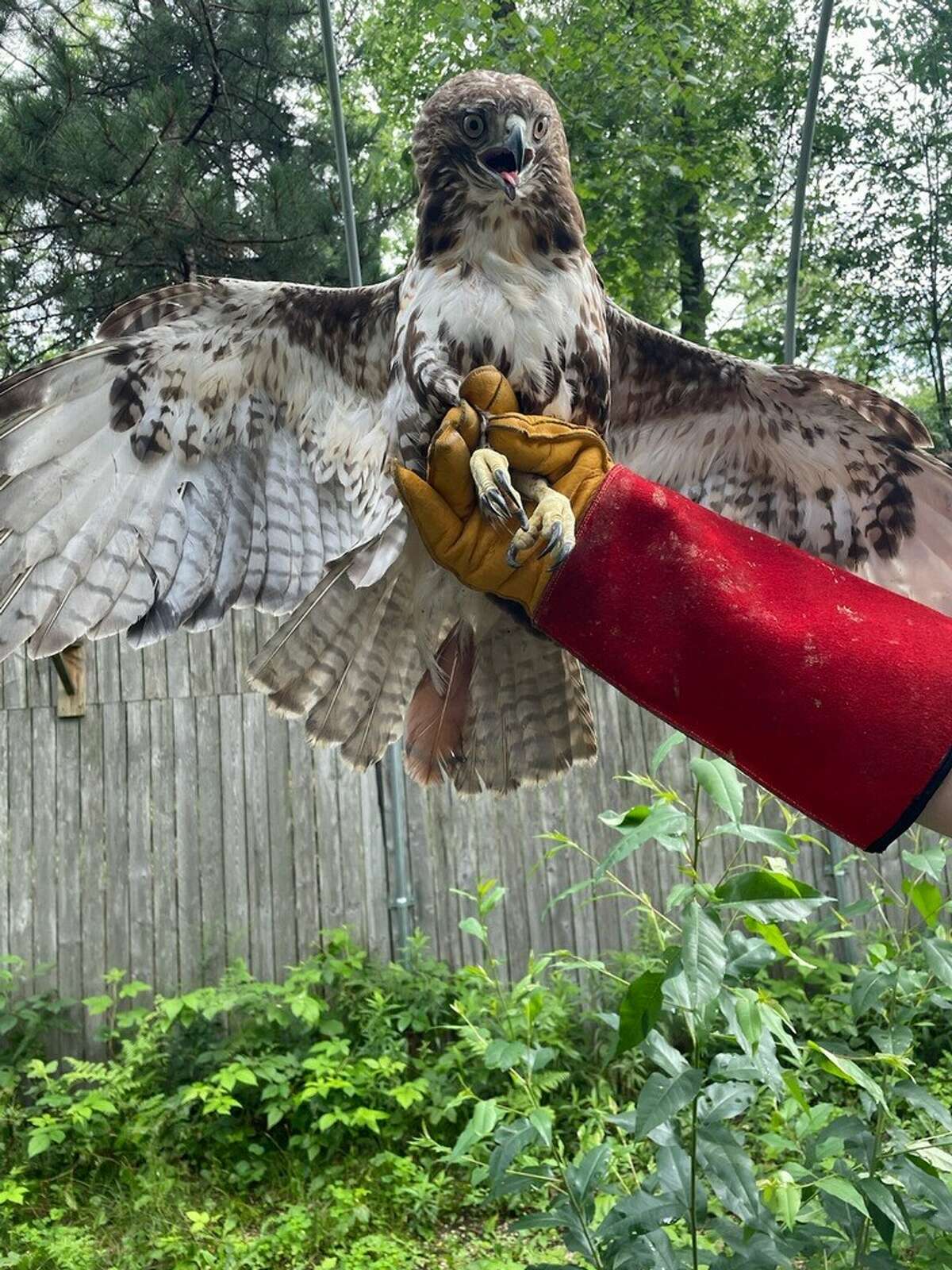 Injured red-tailed hawk released at Northwood after one month of rehab