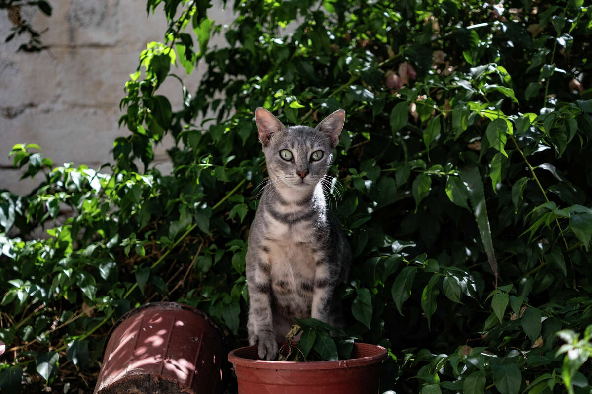 Tips on keeping outdoor cats cool in San Antonio heat