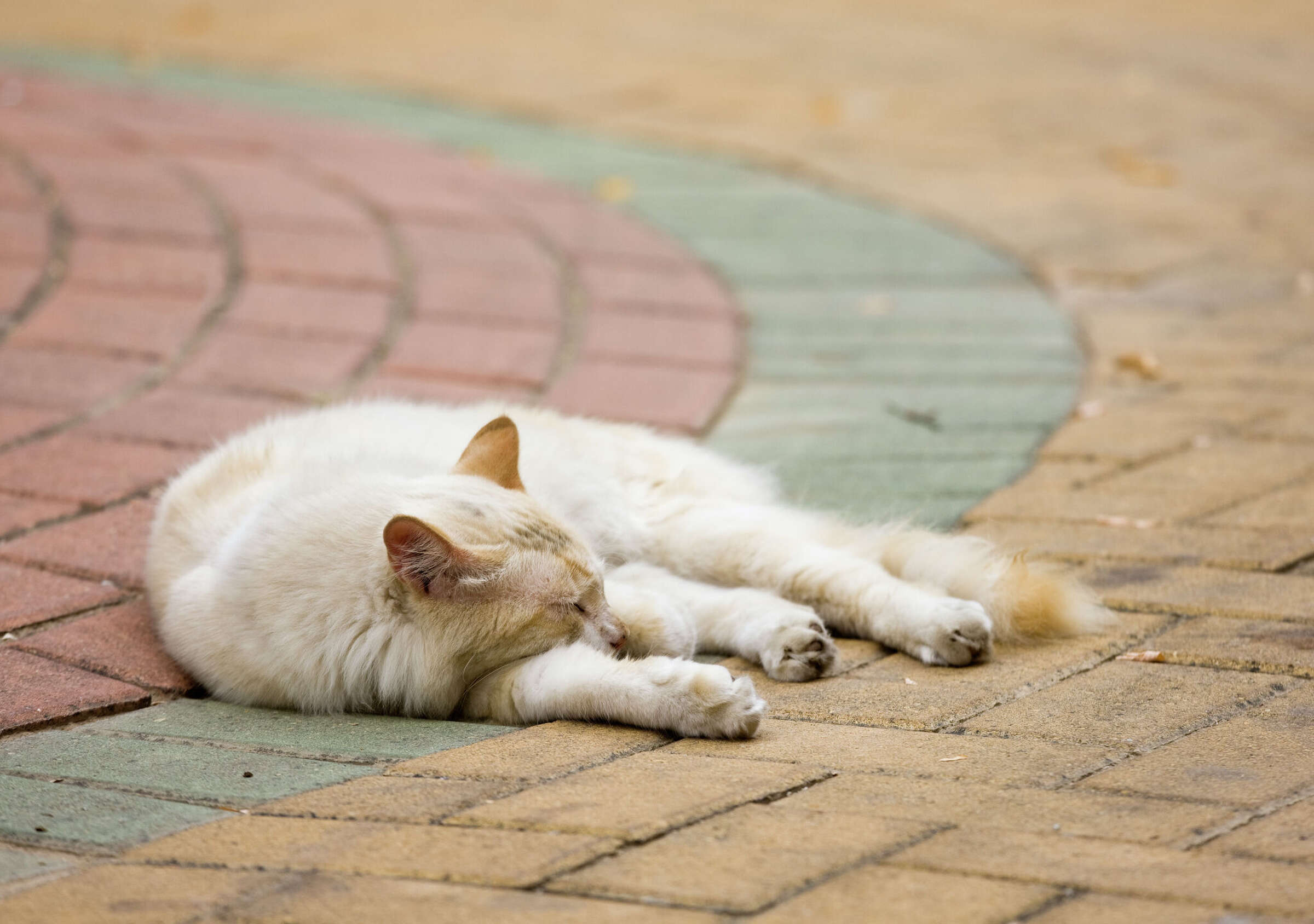 Tips on keeping outdoor cats cool in San Antonio heat