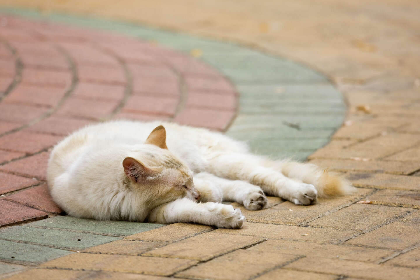Tips on keeping outdoor cats cool in San Antonio heat