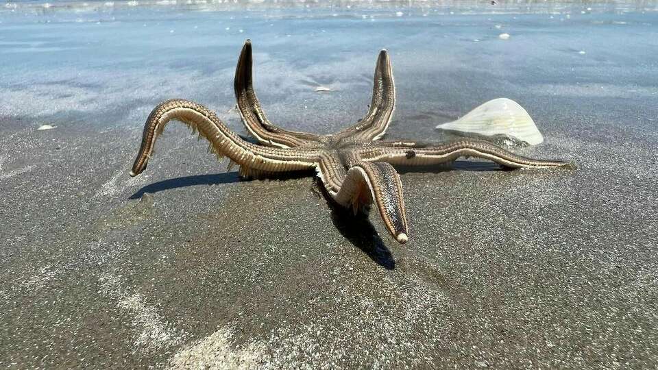 A woman at Port Aransas in Texas snagged a photo of a large gray sea star, a species which can grow to be one foot in diameter.