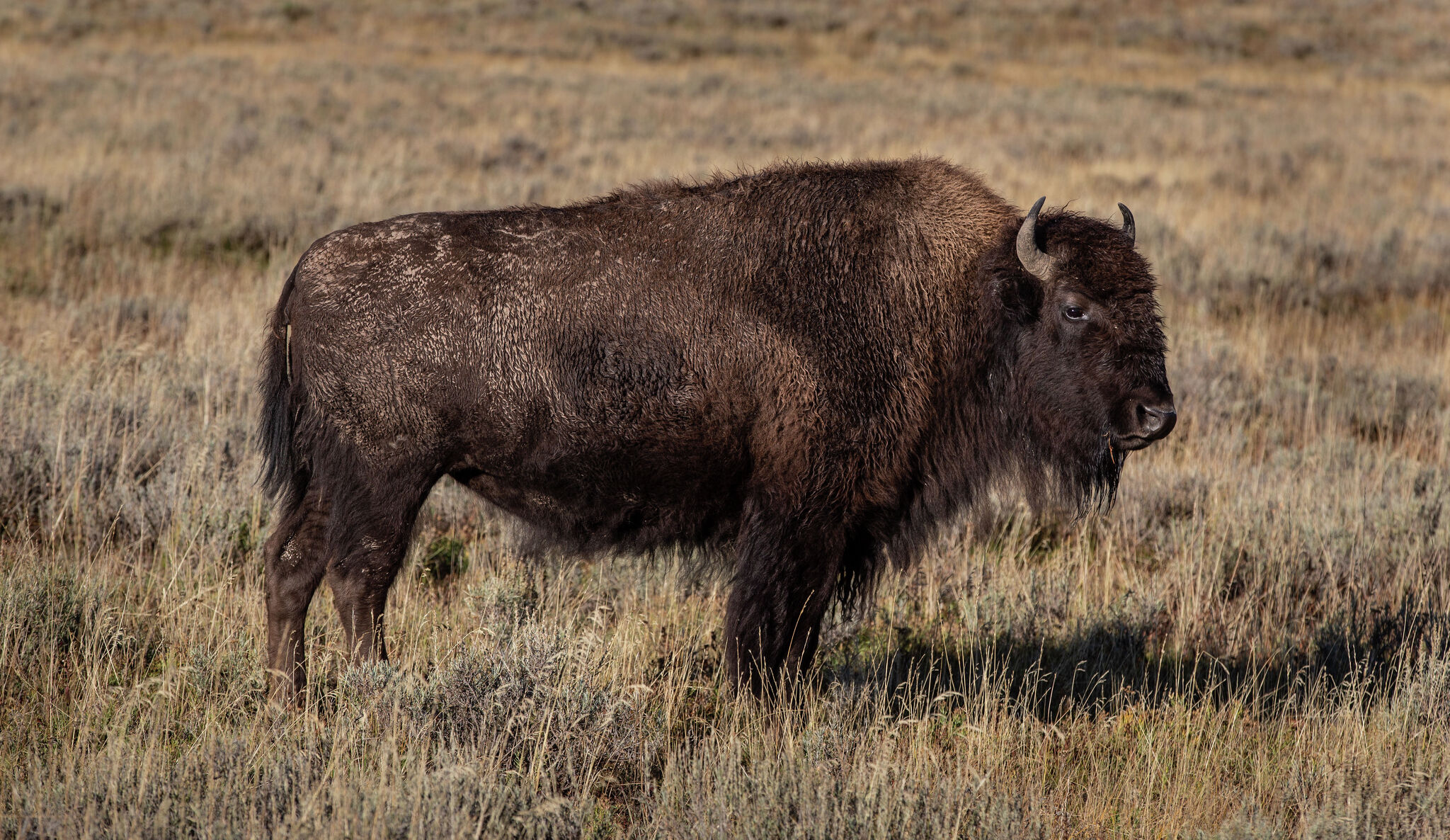 47-year-old woman gored by bison at Yellowstone National Park