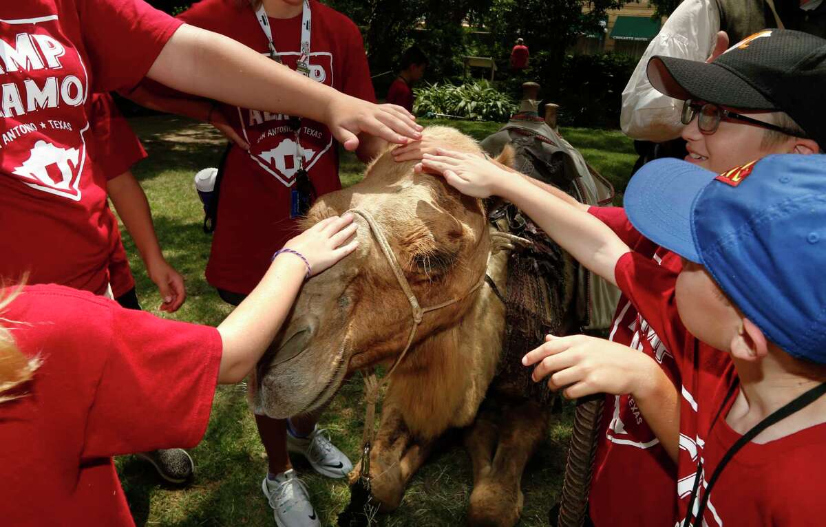 The Alamo will be crawling with camels on Saturday