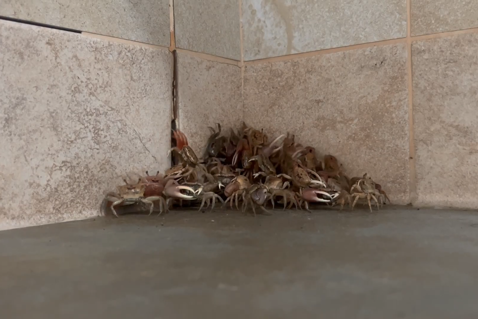 Swarms of fiddler crabs are haunting Texas beach restrooms