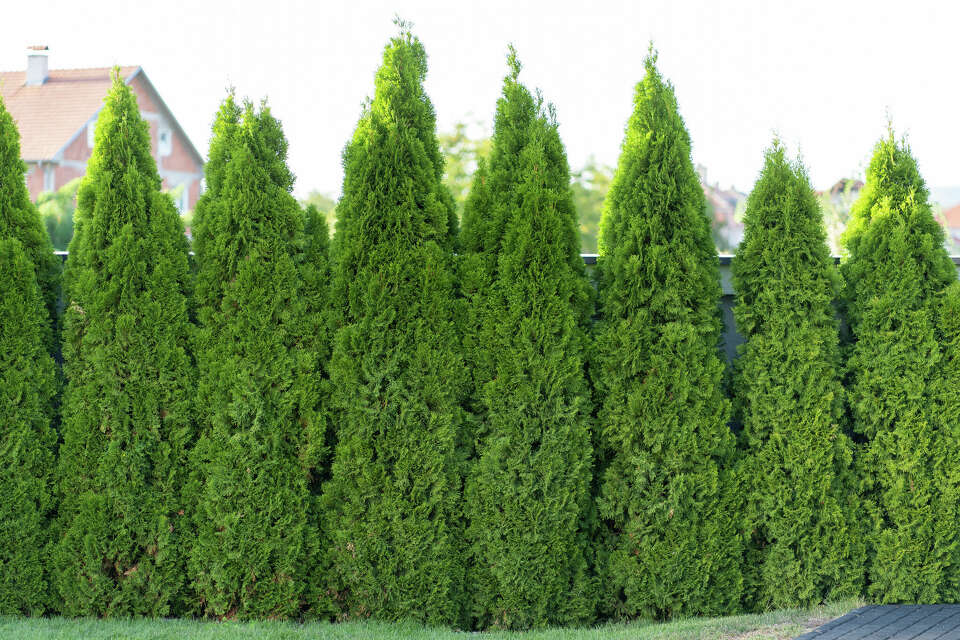 The Cheapest Trees to Create Privacy in Yards
