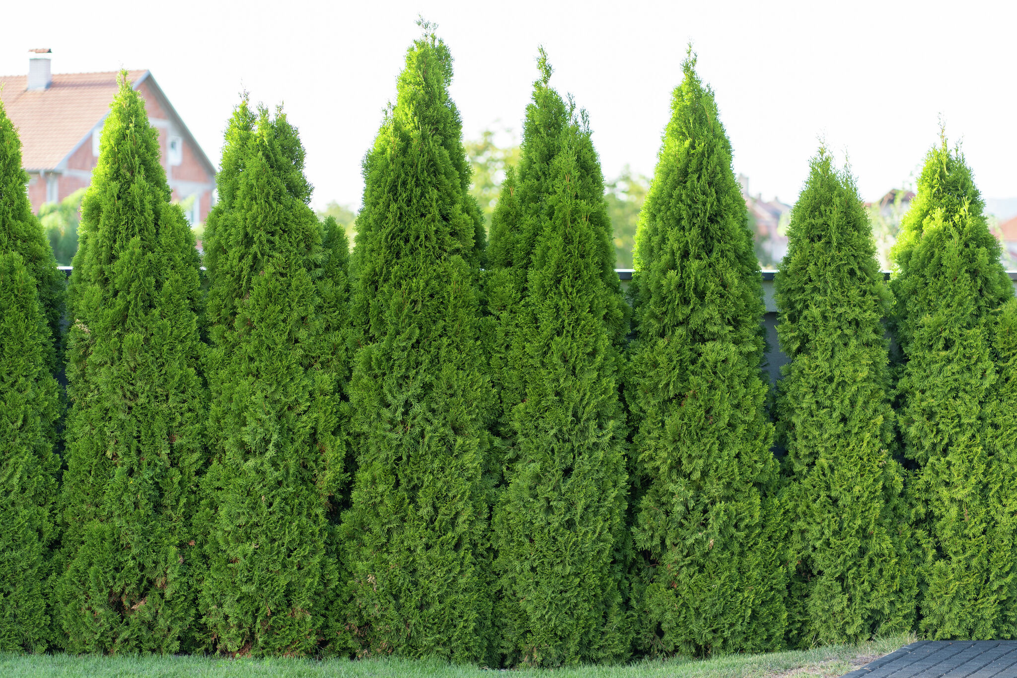 The Cheapest Trees to Create Privacy in Yards