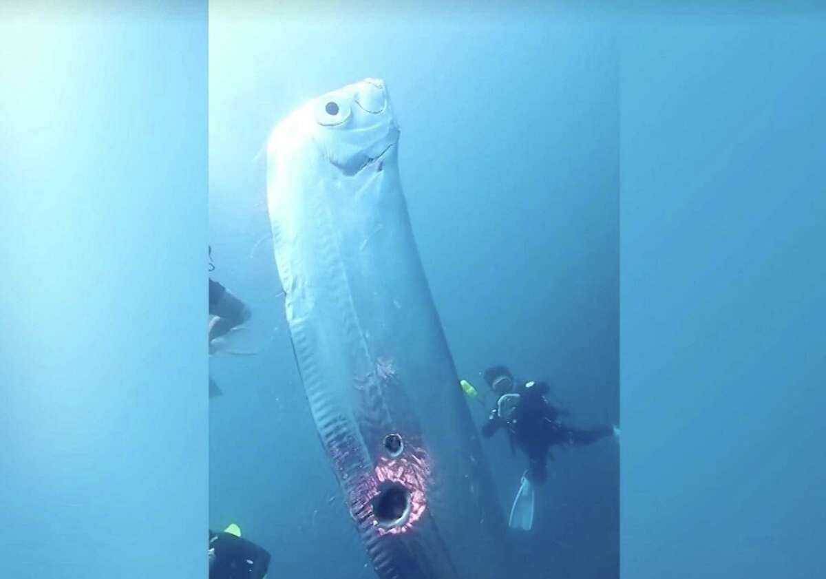 Video 6foot 'doomsday fish' baffles deep sea divers