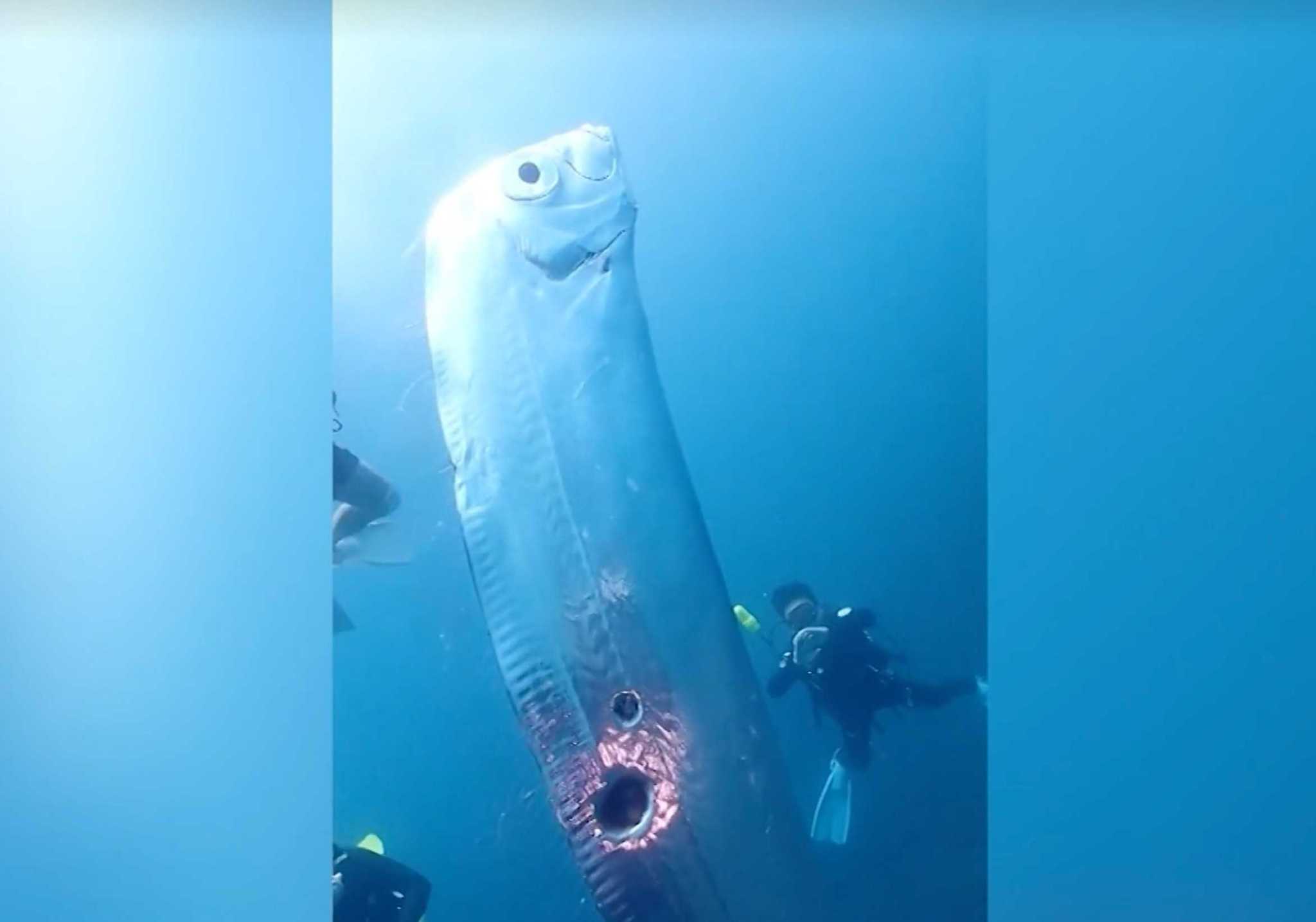 Video: 6-foot 'doomsday fish' baffles deep sea divers