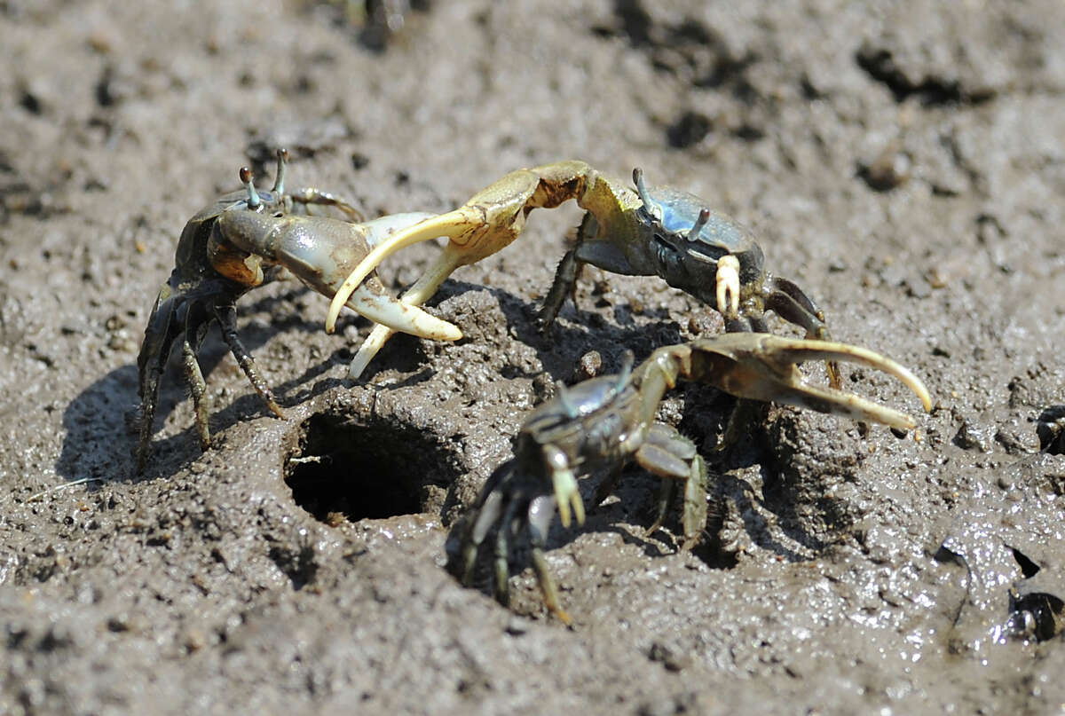 Fiddler crabs invading bathrooms on Galveston beach