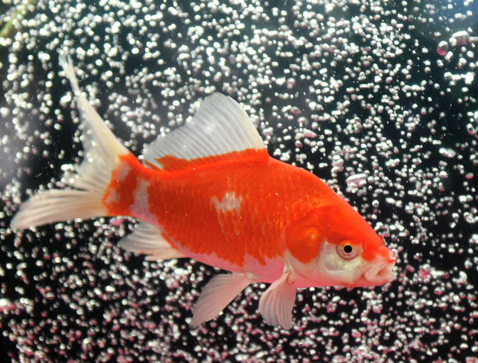 Stamford institution 'The Fish Bowl' lives on with new owner