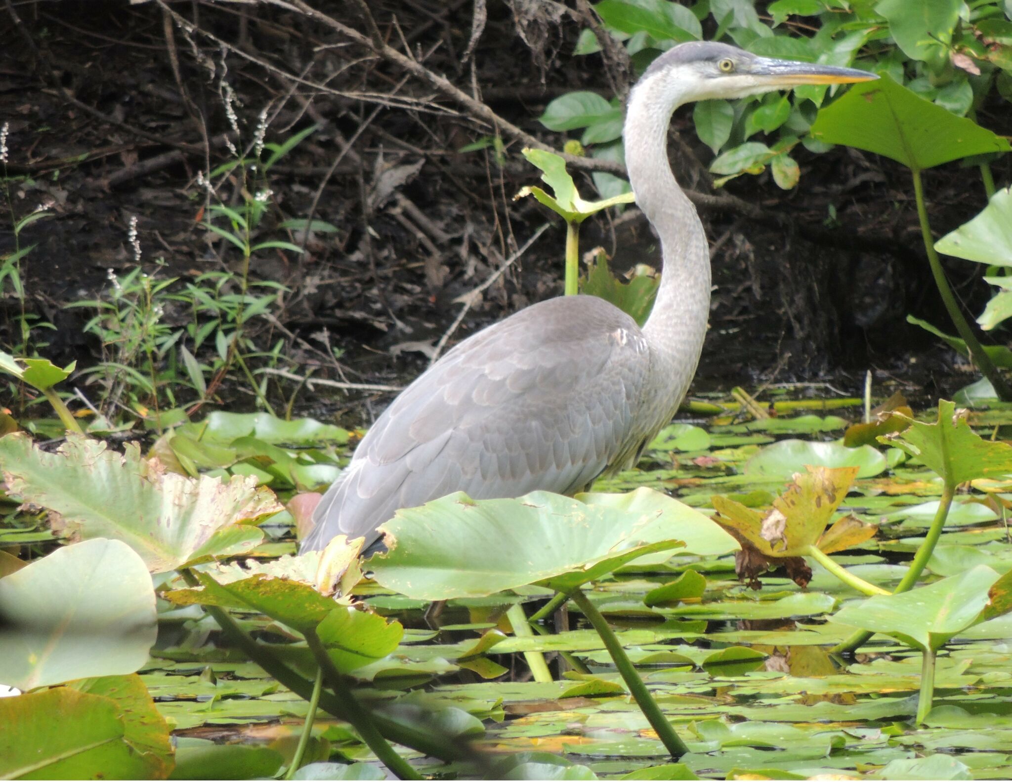 Reasons Still Unclear For Decline In Population Of Great Blue Heron