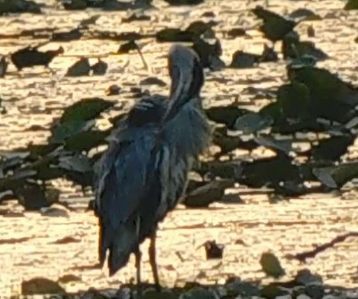 Reasons still unclear for decline in population of great blue heron