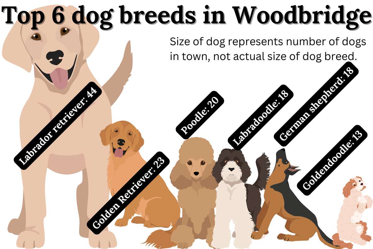 Graphic illustration of the top six dog breeds in Woodbridge, according to dog licenses in the town. 