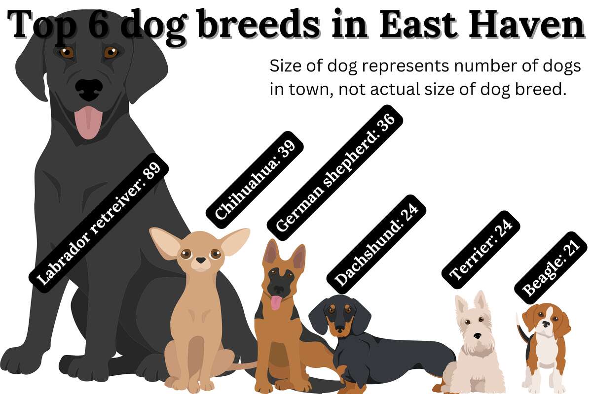 Graphic illustration of the top six dog breeds in East Haven, according to dog licenses in the town. 