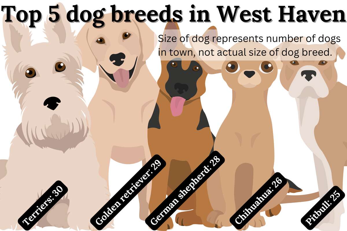 Graphic illustration of the top five dog breeds in West Haven, according to dog licenses in the town. 