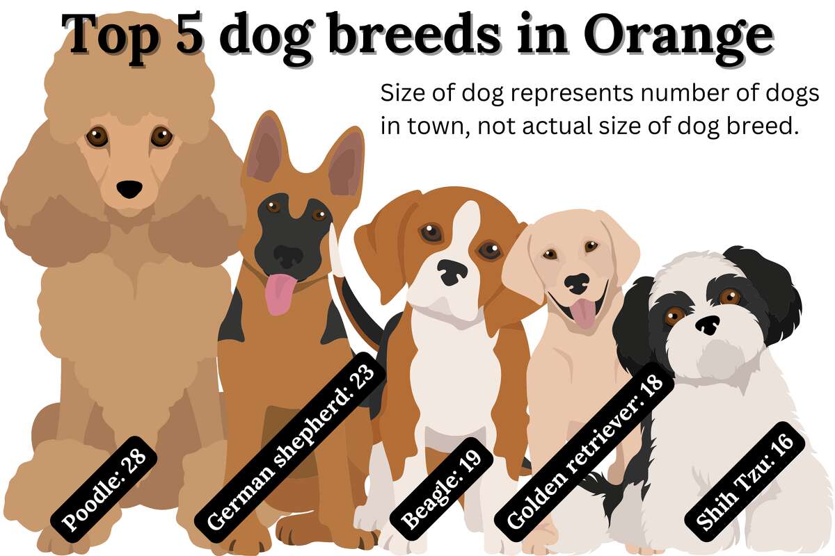 Graphic illustration of the top five dog breeds in Orange, according to dog licenses in the town. 