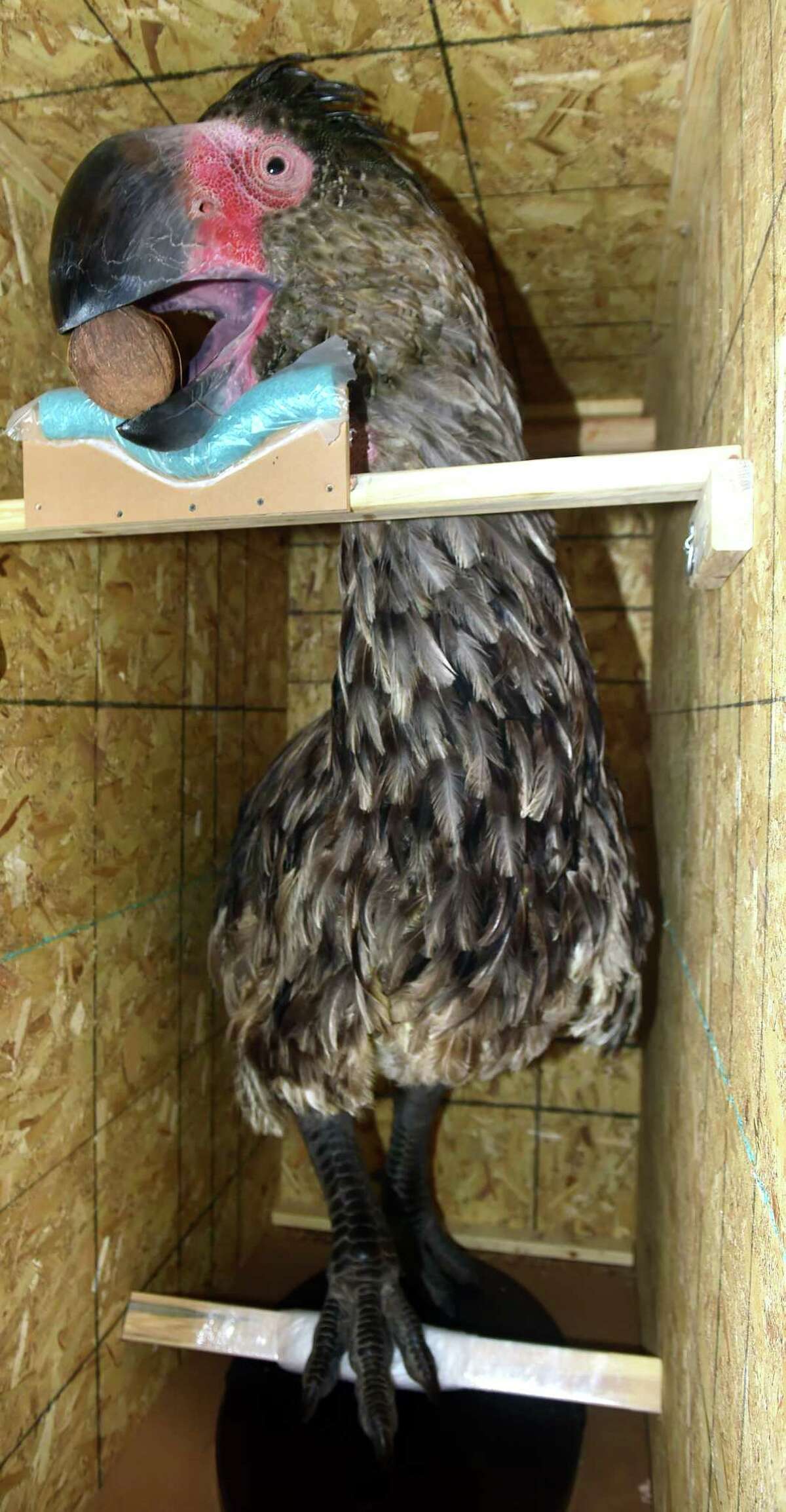 A life-size reconstruction of the giant flightless bird, Gastornis, photographed at the Yale Peabody Museum in New Haven on July 20, 2023 with a coconut in it's beak before being taken out of a crate.