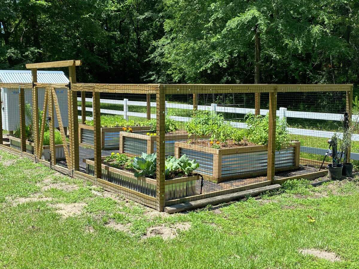 master-gardener-raised-beds-a-productive-way-to-garden-that-are-gentle