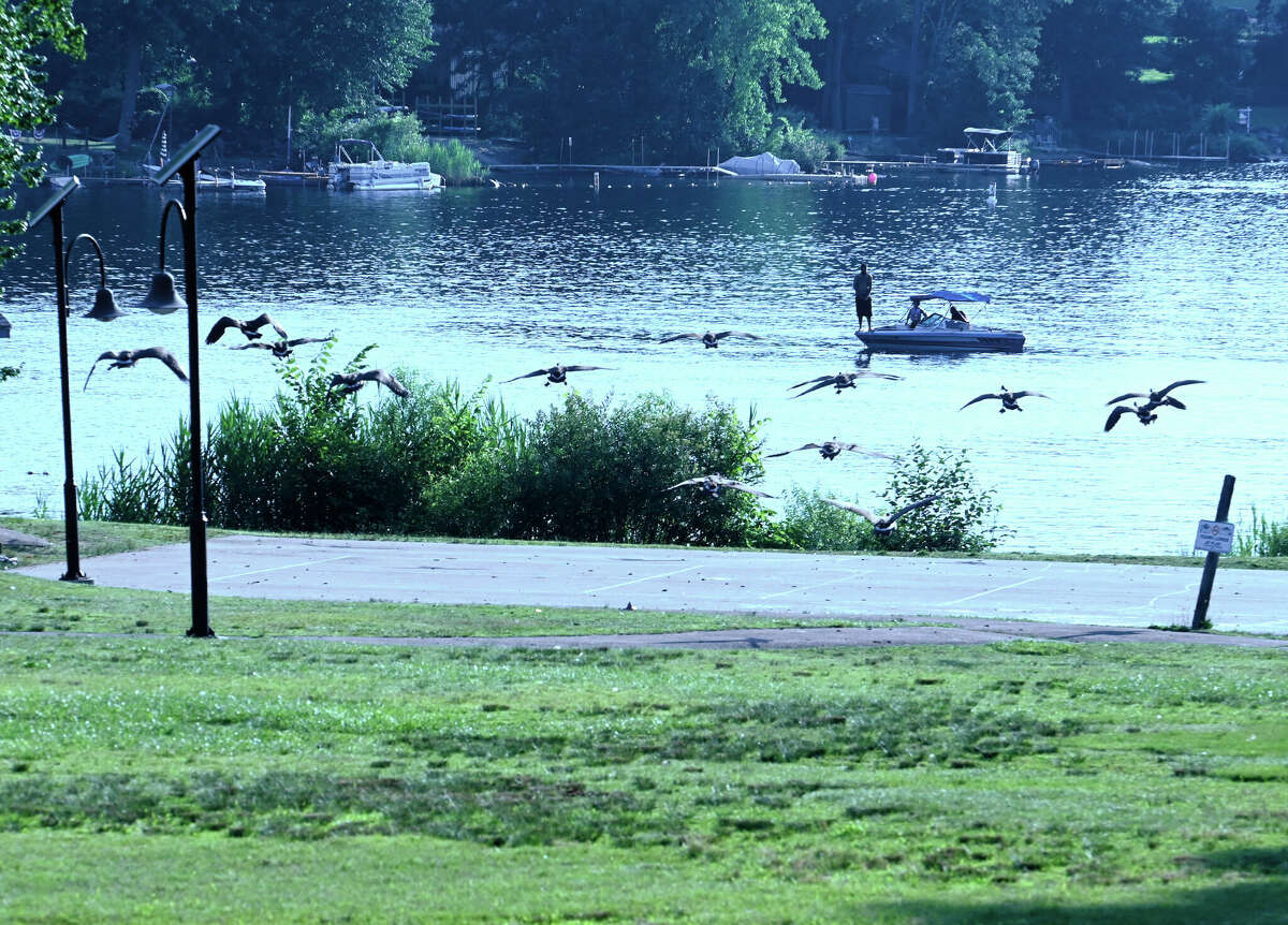 Coventry's Patriots Park overrun by unwanted geese