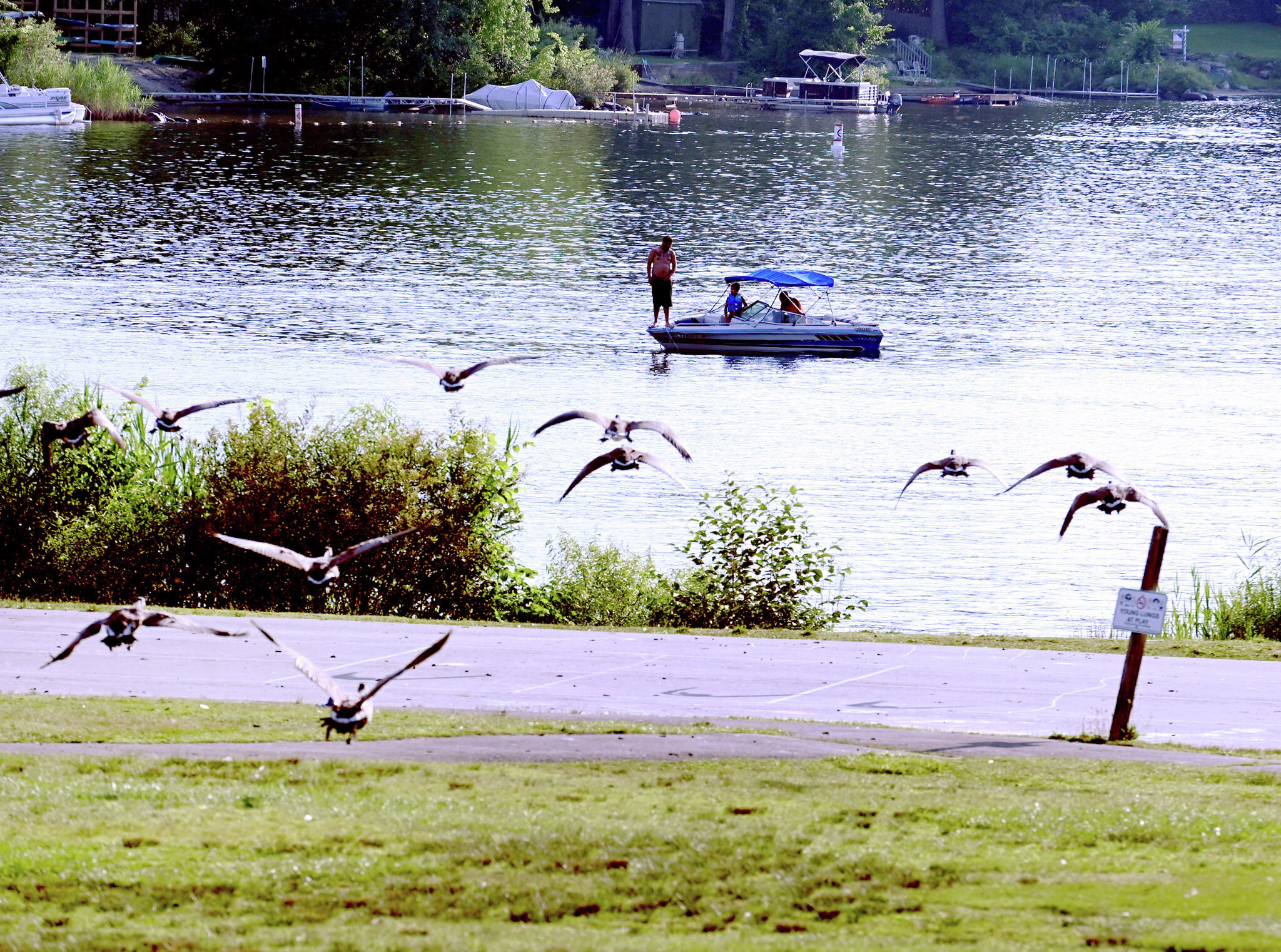 Coventry's Patriots Park overrun by unwanted geese