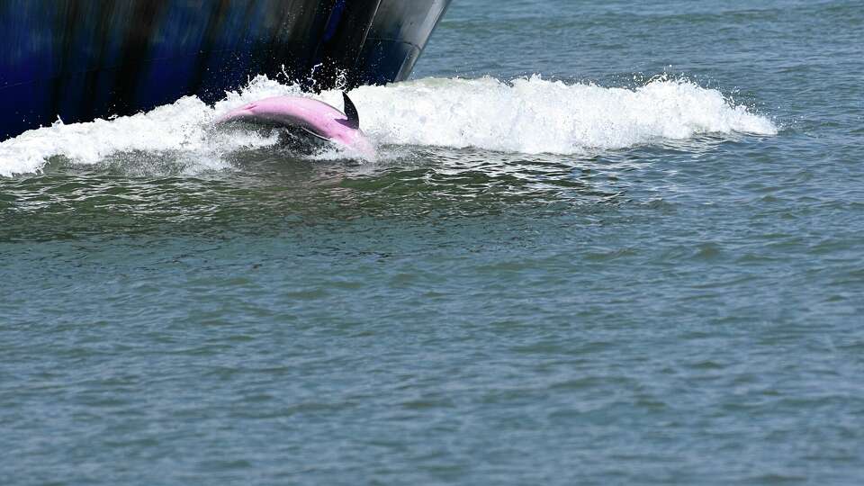 Britt Thompson of Corpus Christi photographed a bottlenose dolphin with a pink belly frolicking in the wake of tugboat at Roberts Point Park in Port Aransas, Texas July 15.