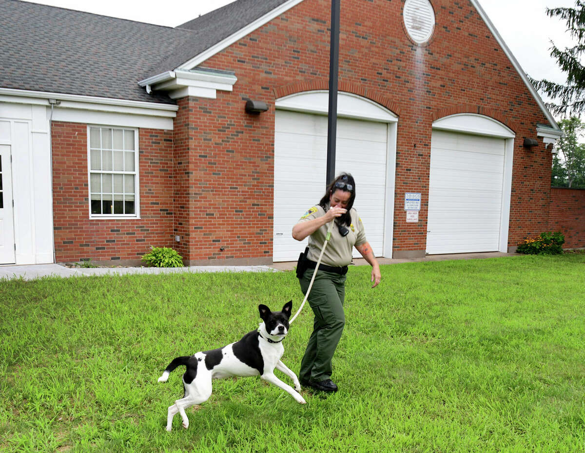 CT animal shelters filling up as fewer people are adopting pets