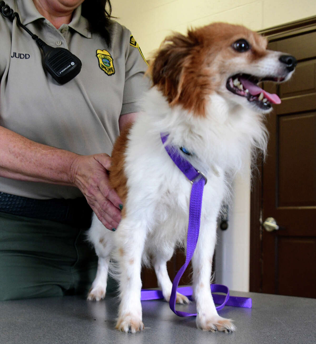 CT animal shelters filling up as fewer people are adopting pets