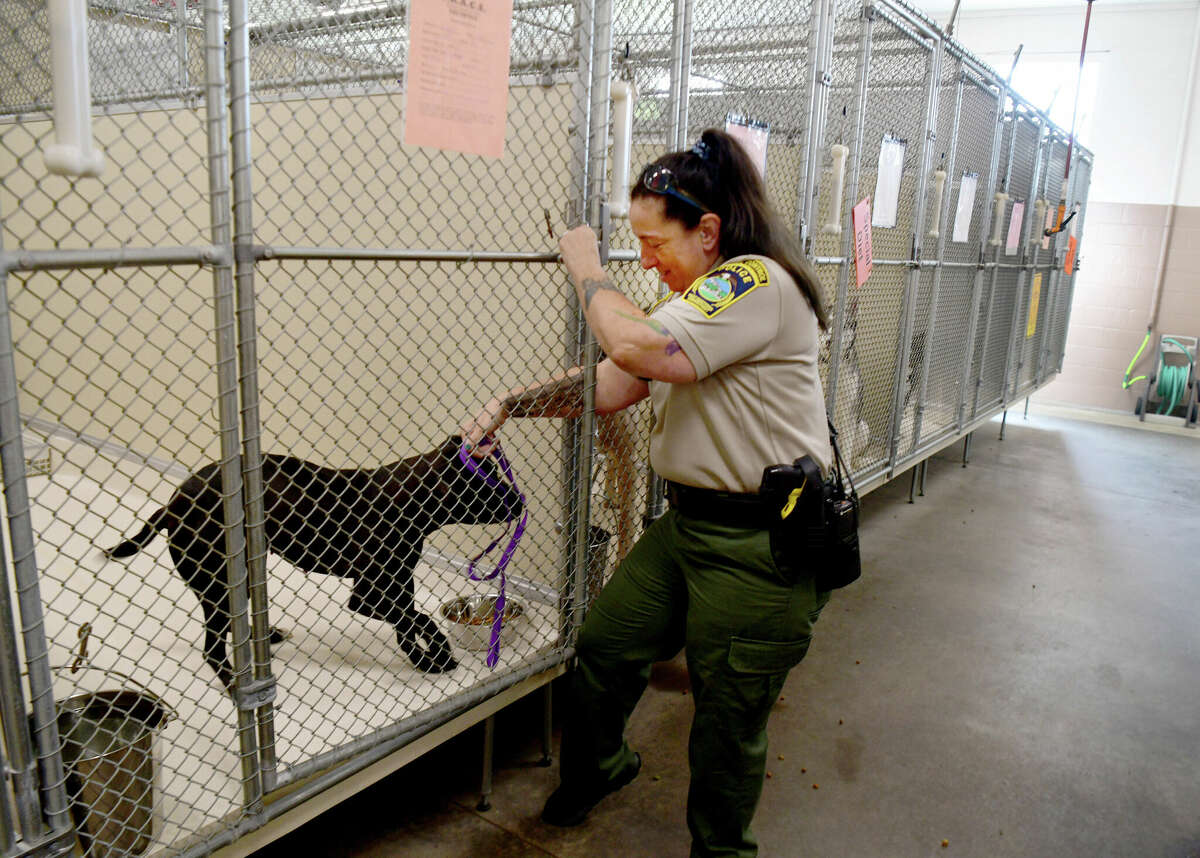 CT animal shelters filling up as fewer people are adopting pets