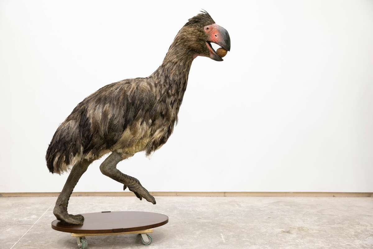 A life-size model of gastornis, an extinct flightless bird, created by Blue Rhino Studio for the Yale Peabody Museum. 