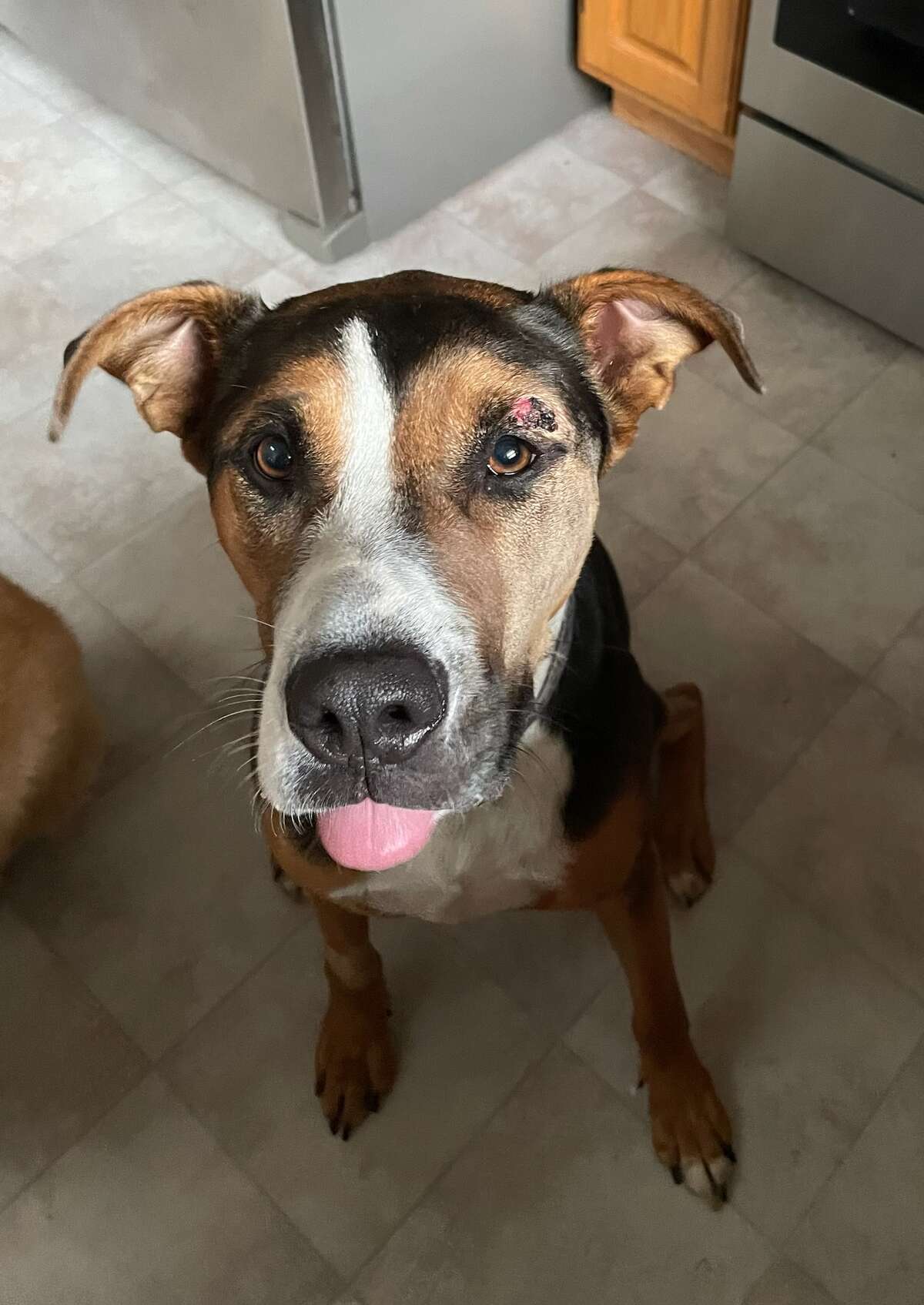 CT dog bitten by rattlesnake 'regaining his confidence' after attack