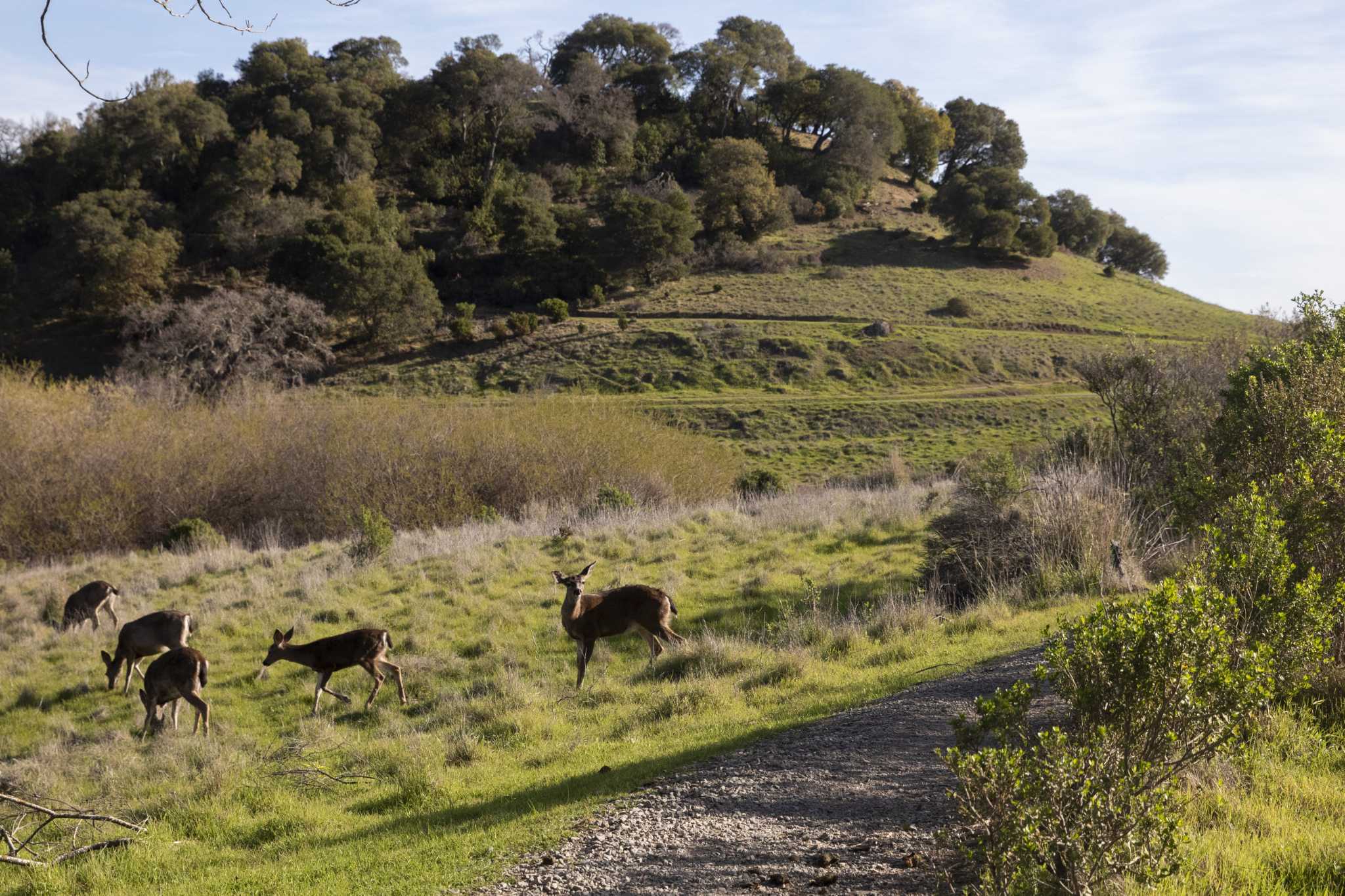 Bay Area tick and Lyme disease risk Did rainy winter make it worse?