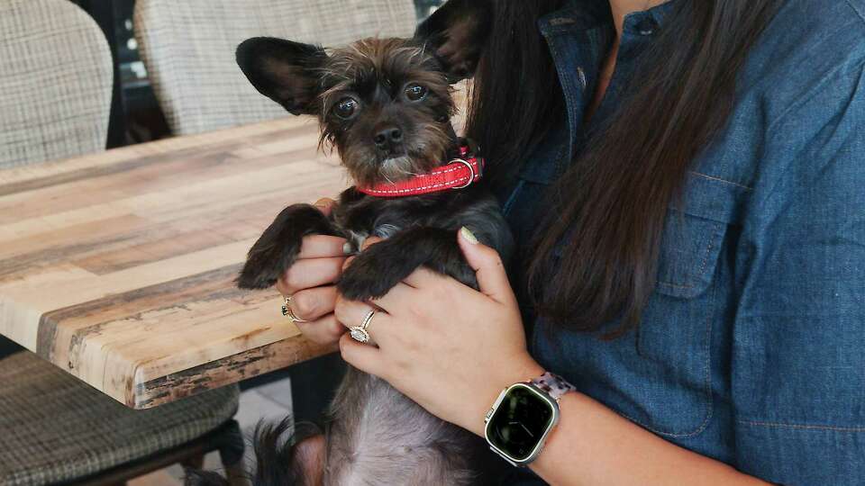 Owner Sheri Rabanal holds her chihuahua Stella, namesake, for Stella's Fresh Brunch Friday, July 21, 2023 in Pearland.