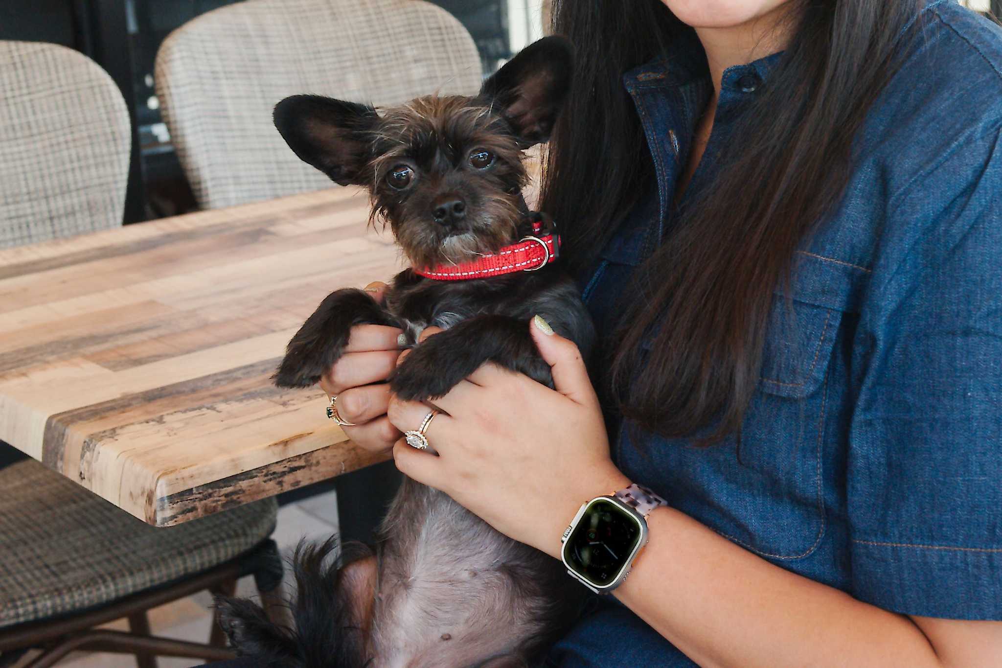 Stella's Fresh Brunch in Pearland named after 2yearold Chihuahua