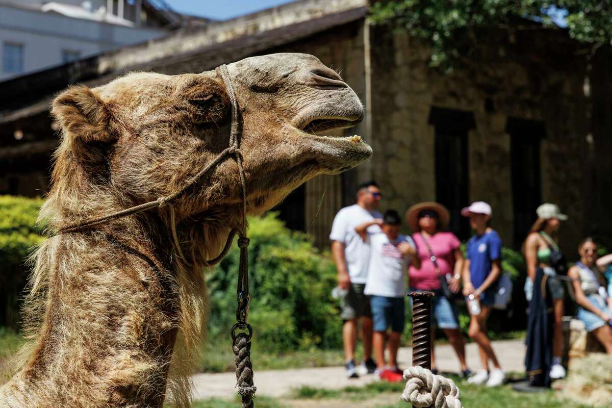 Camels at the Alamo: Check out their ties to Texas history