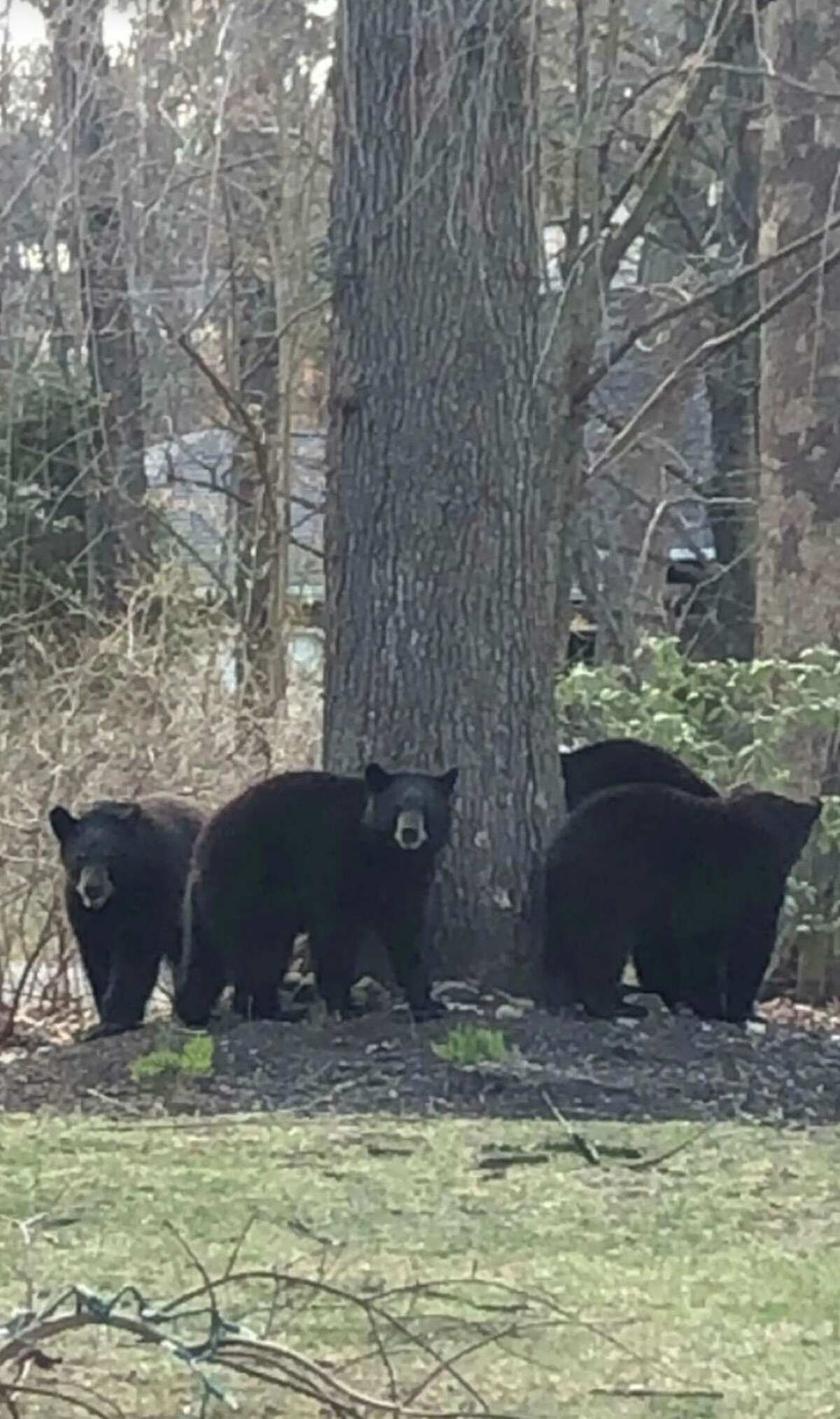 This Connecticut area has a bear problem, lawmakers say