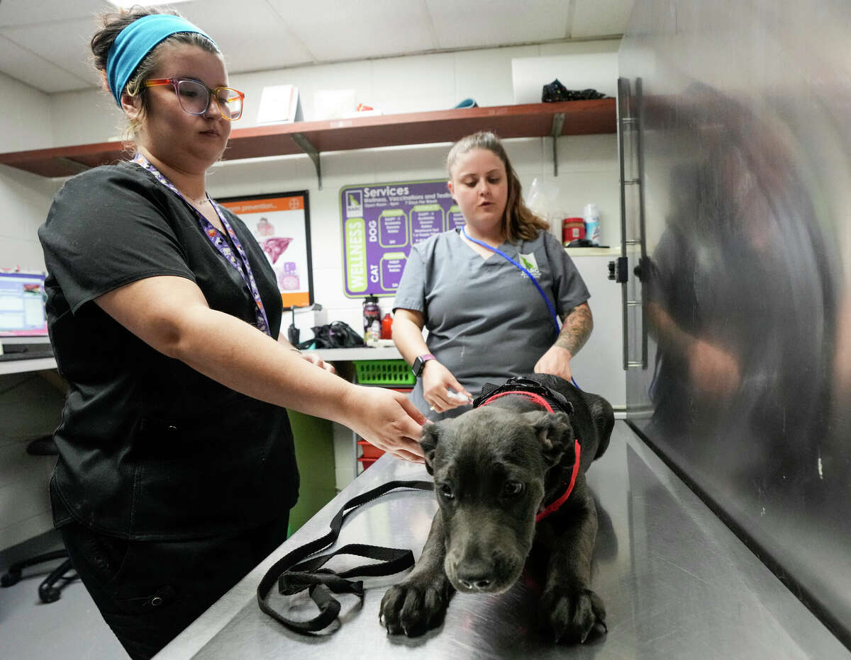 Get free vaccinations, spaying and neutering for pets in San Antonio