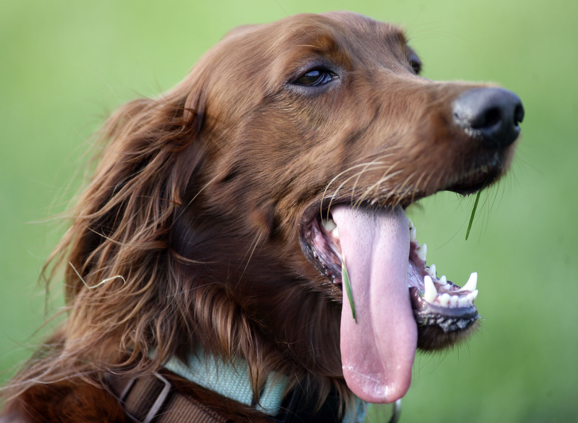 Old dogs teach O.B. athletes new tricks, Herald Community Newspapers