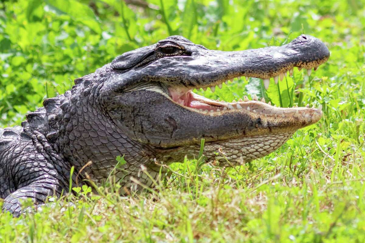 Houston elementary school visited by alligator, animal safely removed