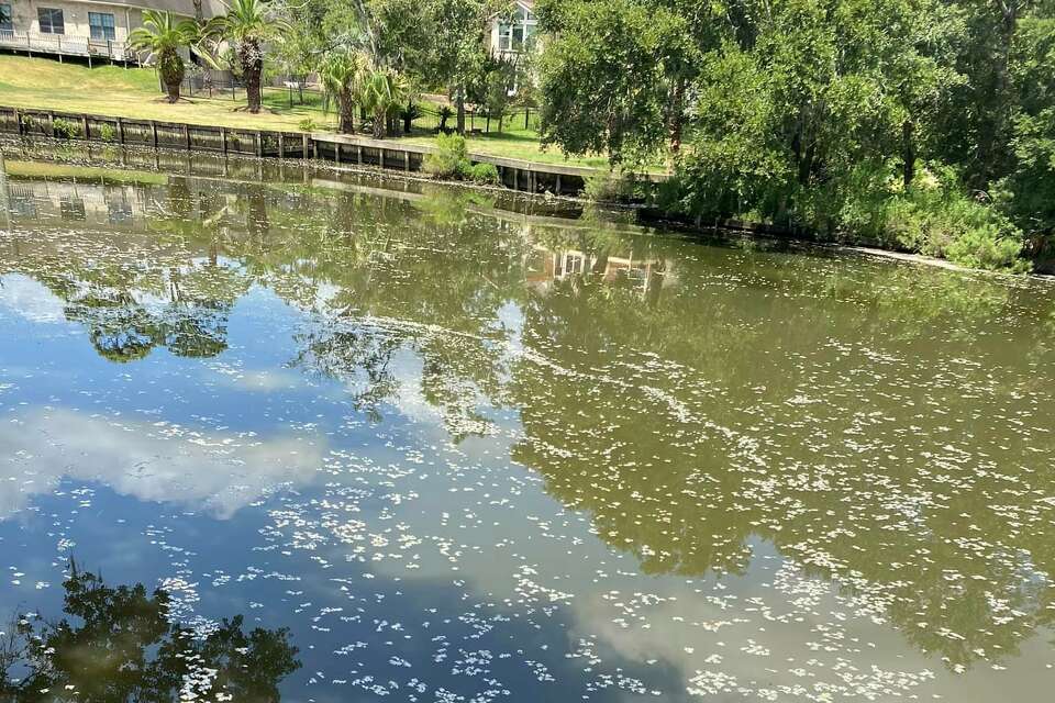 Why do dead fish keep washing up on Texas beaches?