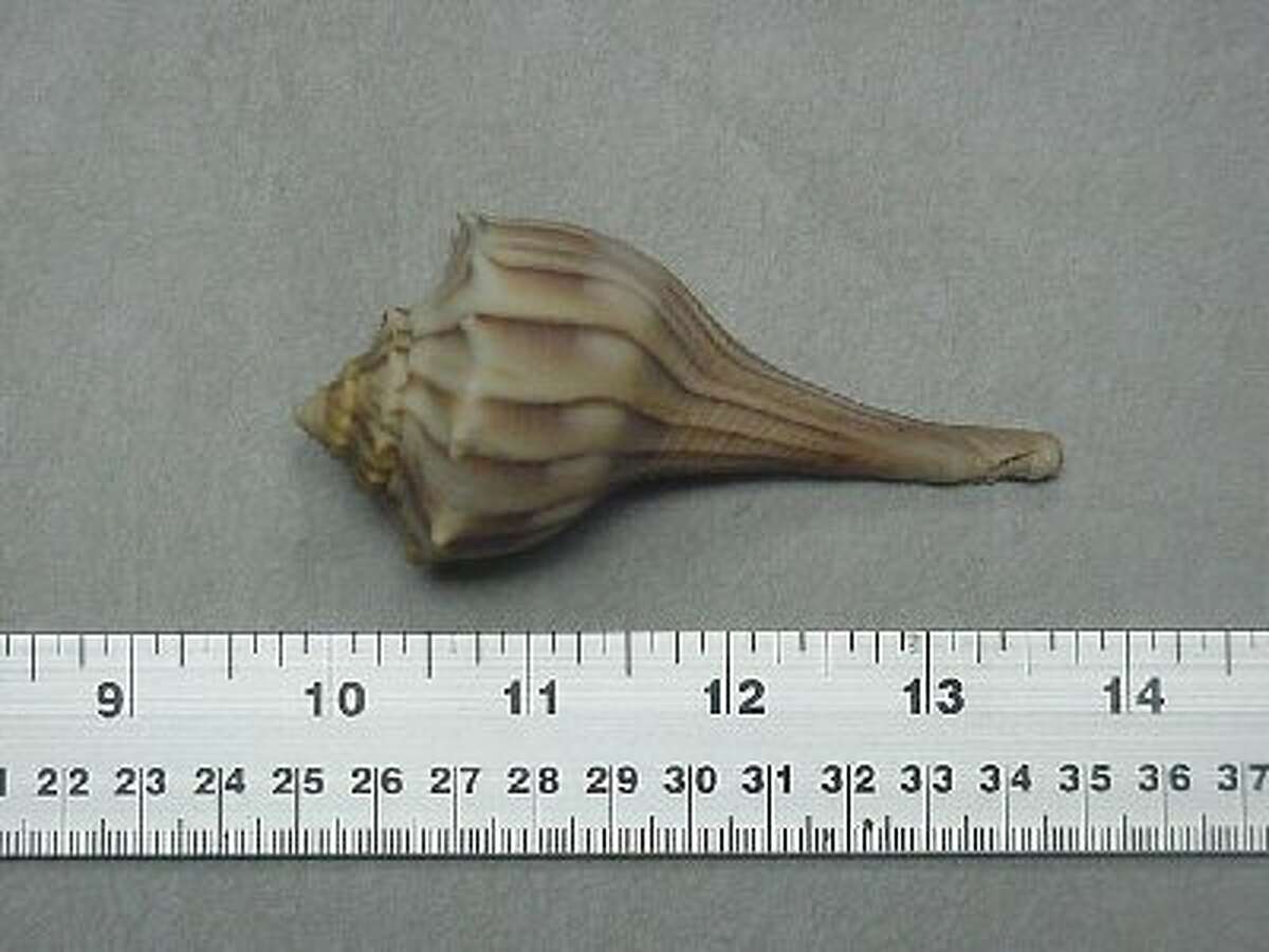 Texas lightning whelks: Sea snails wash up on Gulf Coast beach