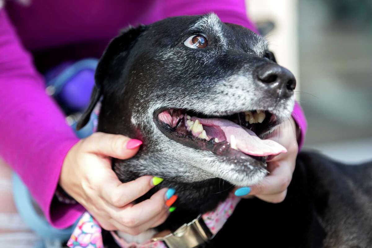 Woodlands TikTok influencer goes viral with raw pet food diet trend