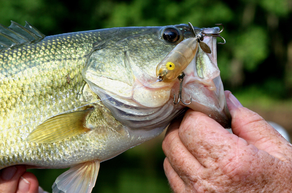 Bass in these CT lakes found with high levels of mercury