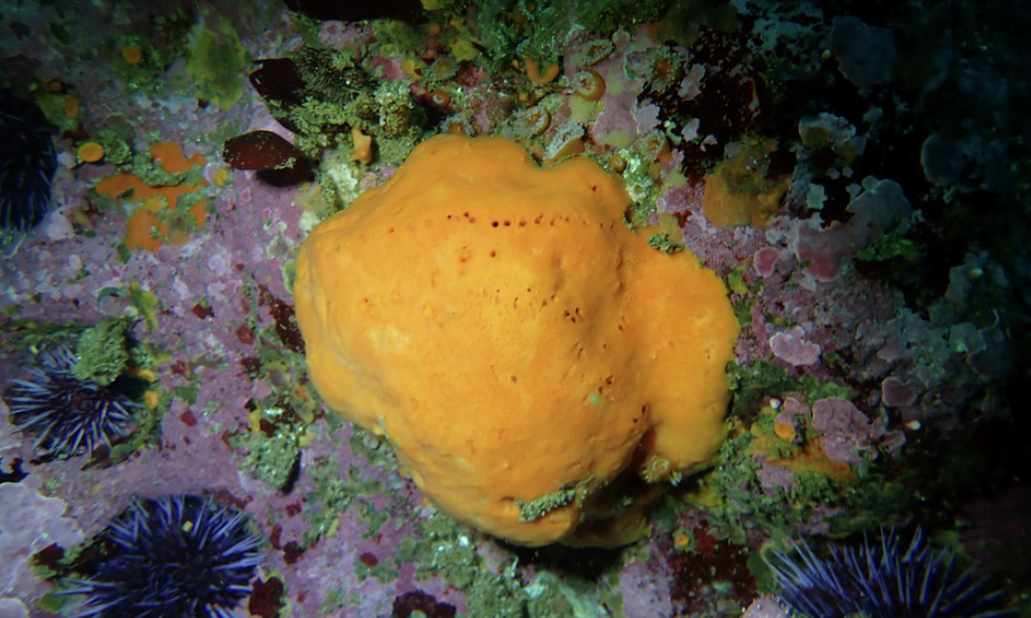 Scientists discover largest sponge known during deep-sea exploration