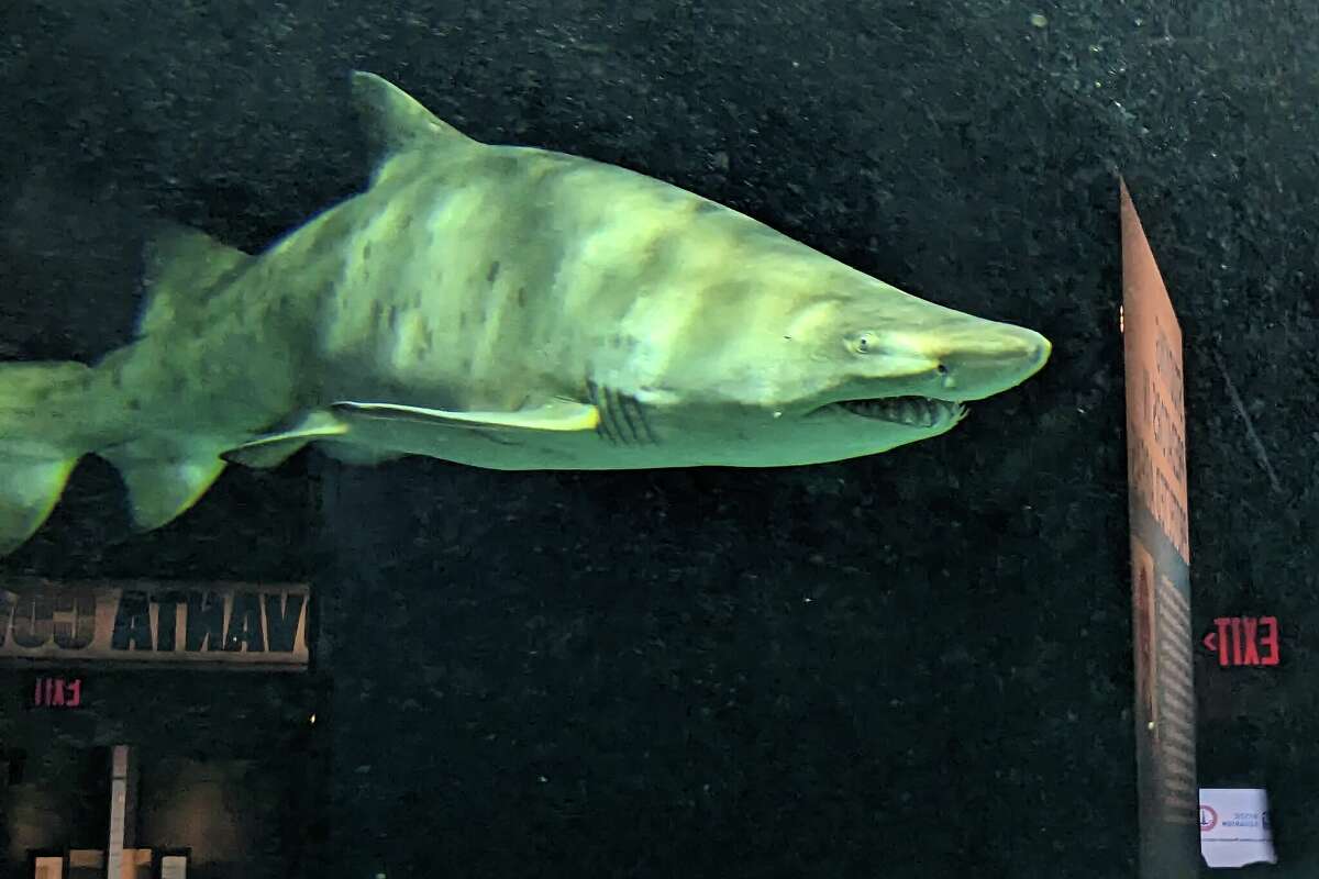 There's a 'Connecticut-shaped loophole' when it comes to shark finning