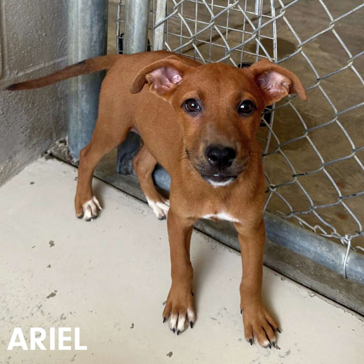 Laredo shelter offers free adoptions for 'Empty The Shelter' event